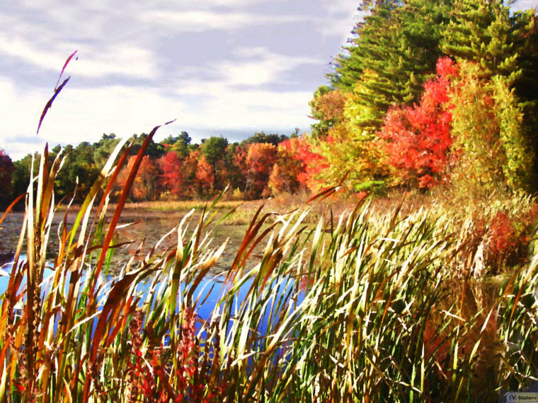 Pond in Fall.jpg - 451713 Bytes